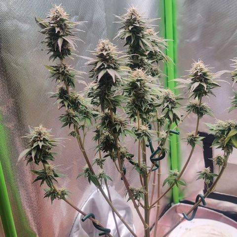 Uncut  growlog timeline photo