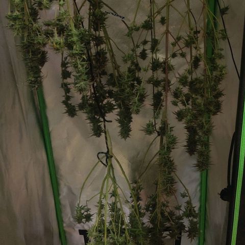 Uncut  growlog timeline photo