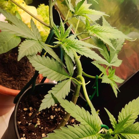 Steckling 1 growlog timeline photo
