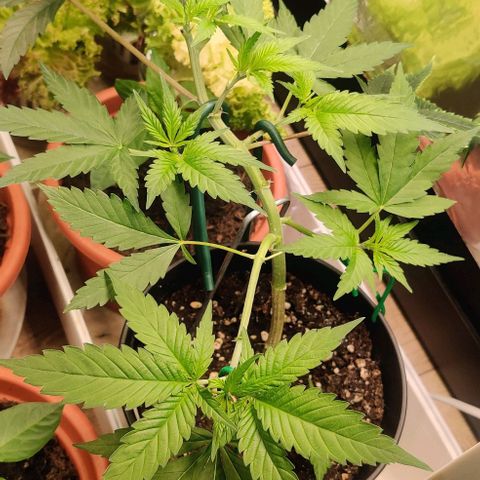 Steckling 1 growlog timeline photo