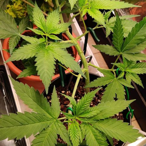 Steckling 1 growlog timeline photo