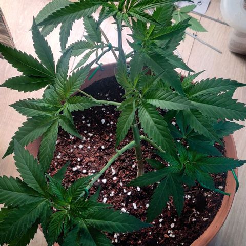 Steckling 1 growlog photo: Frisch umgetopft 