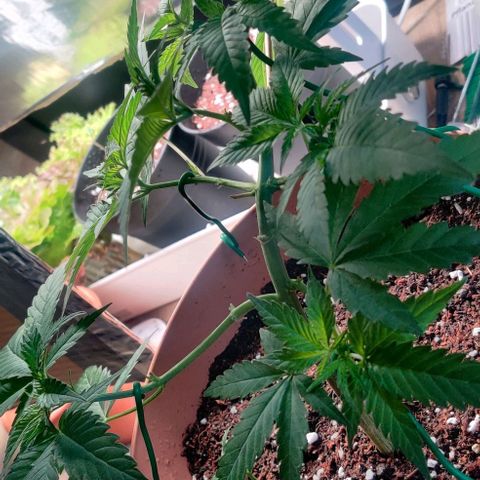 Steckling 1 growlog photo: Frisch umgetopft 