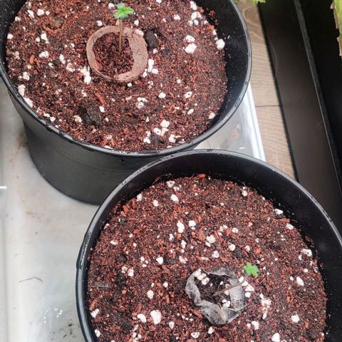 Critical  growlog timeline photo