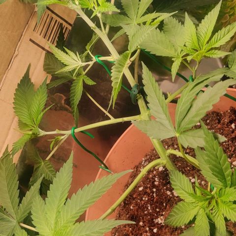 Steckling 1 growlog timeline photo
