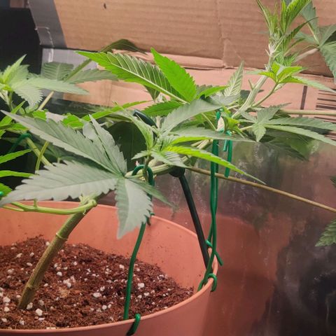Steckling 1 growlog timeline photo