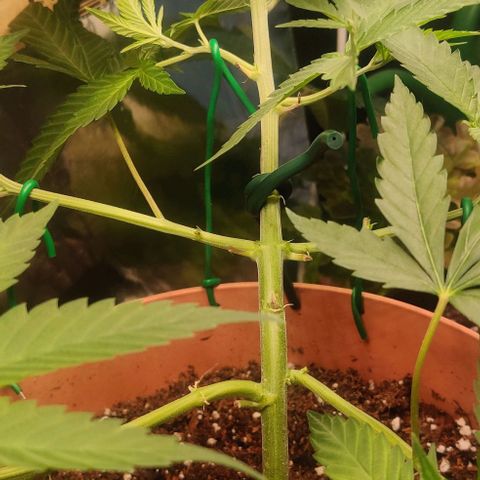 Steckling 1 growlog timeline photo