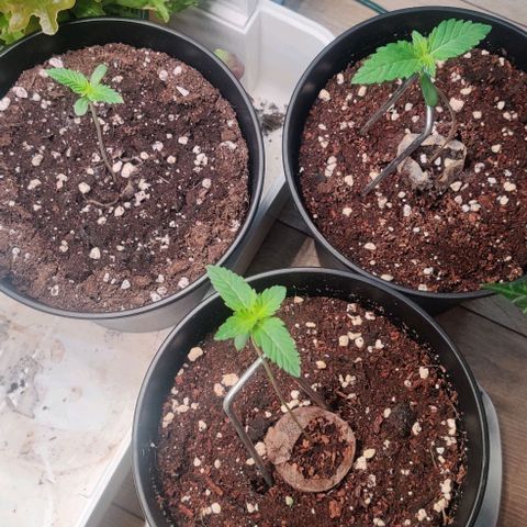 Critical  growlog timeline photo