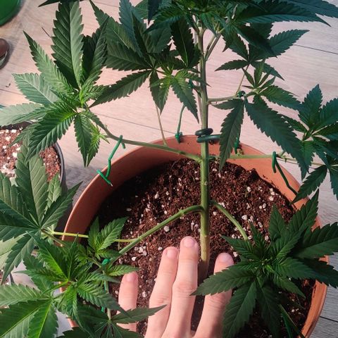 Steckling 1 growlog timeline photo