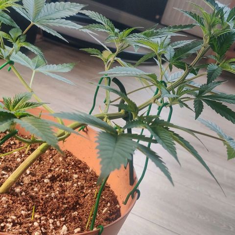 Steckling 1 growlog timeline photo
