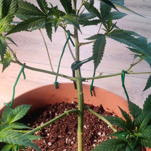 Steckling 1 growlog timeline photo