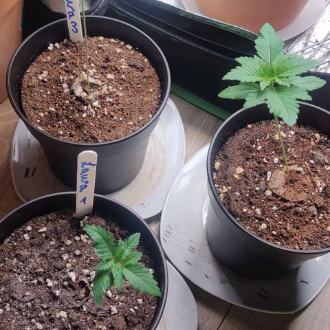 Critical  growlog timeline photo