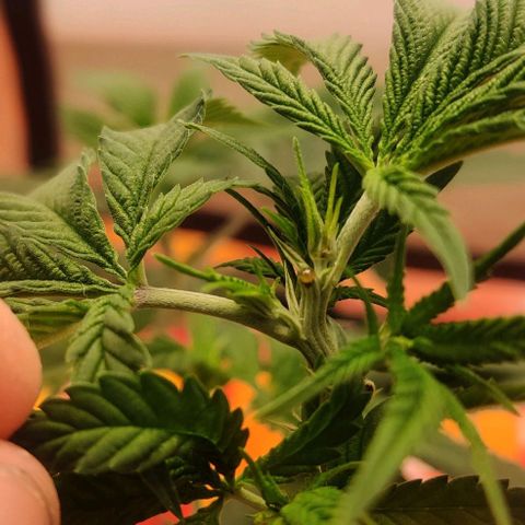 Steckling 1 growlog photo: Topping 