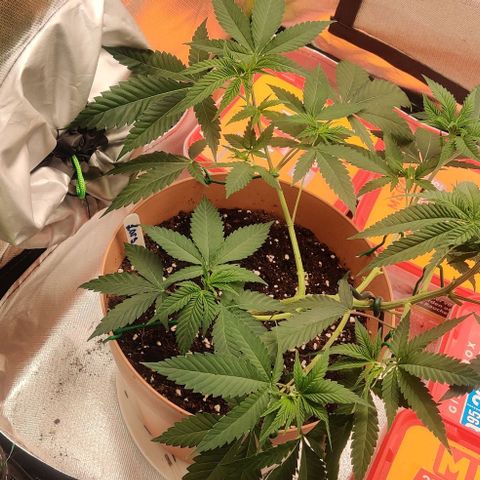 Steckling 1 growlog timeline photo