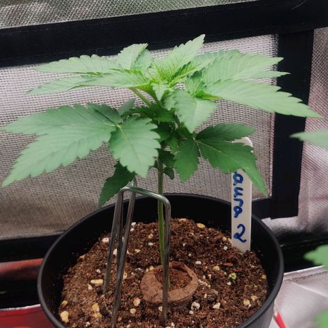 Critical  growlog timeline photo