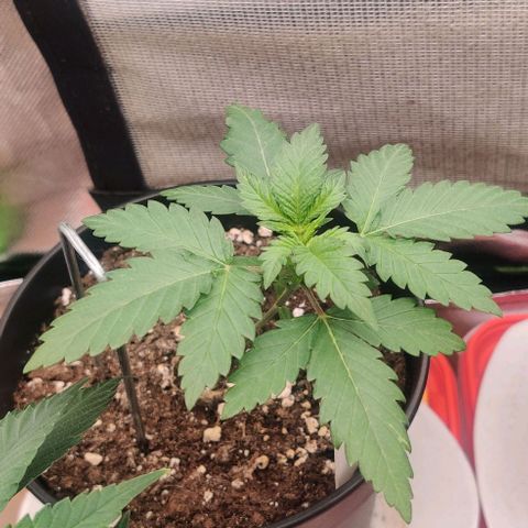Critical  growlog timeline photo