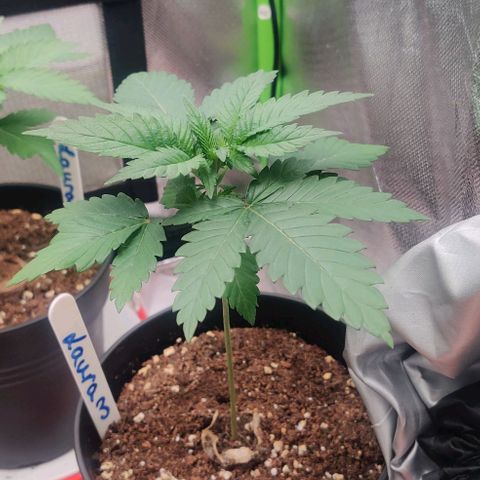 Critical  growlog timeline photo