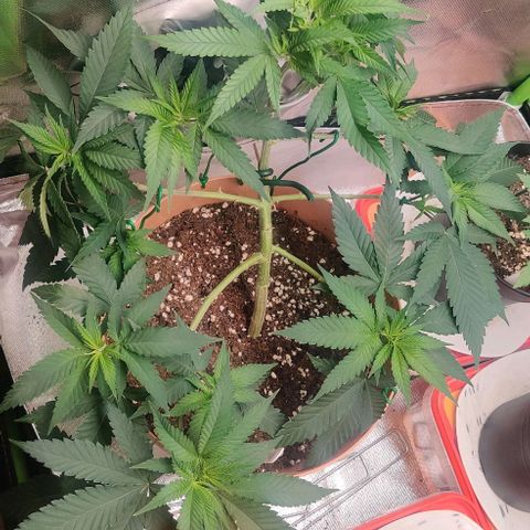 Steckling 1 growlog timeline photo