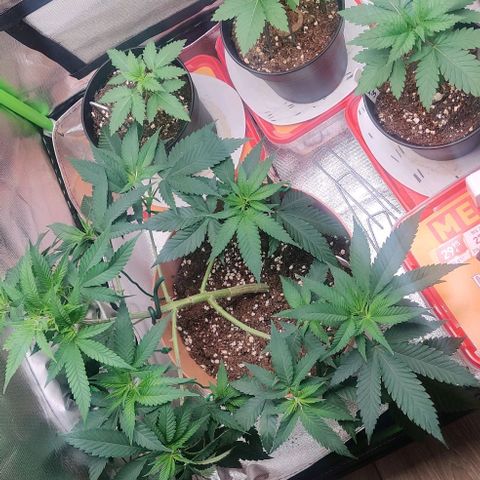 Steckling 1 growlog timeline photo