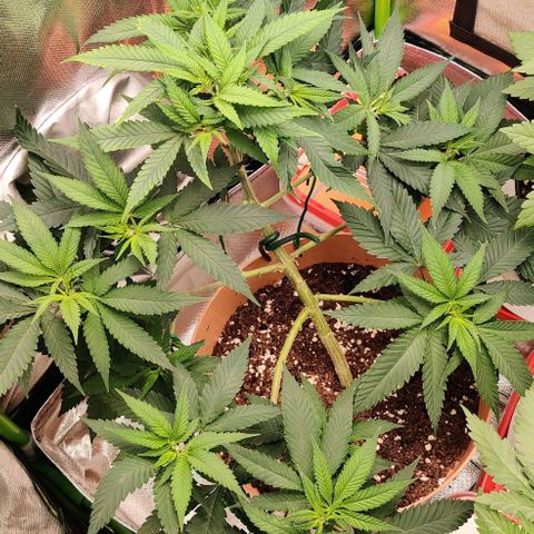Steckling 1 growlog timeline photo