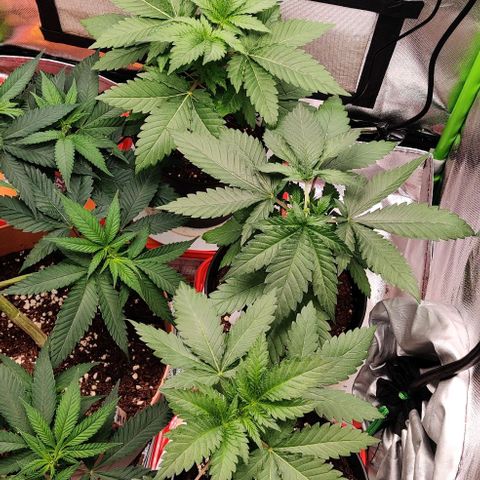 Critical  growlog timeline photo