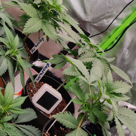 Critical  growlog timeline photo