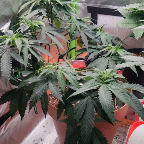 Steckling 1 growlog timeline photo