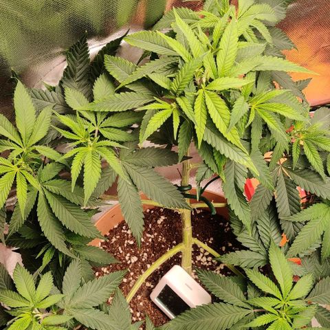 Steckling 1 growlog timeline photo