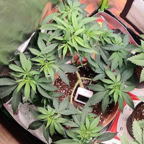 Steckling 1 growlog timeline photo