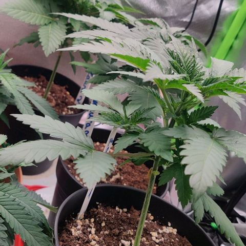 Critical  growlog timeline photo