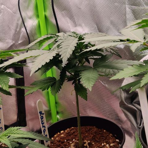 Critical  growlog timeline photo