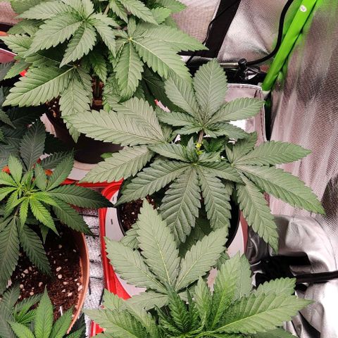 Critical  growlog timeline photo