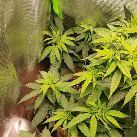 Steckling 1 growlog timeline photo