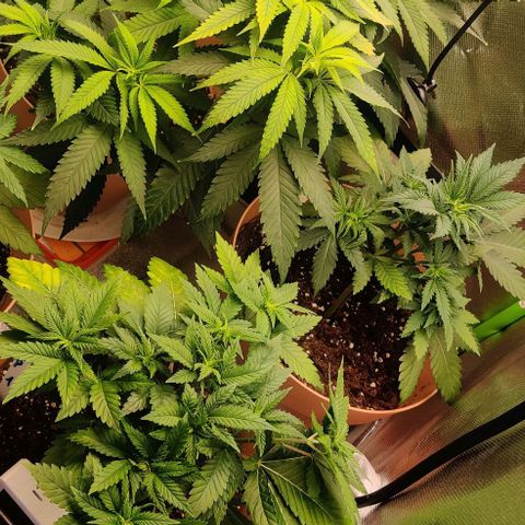 Critical  growlog timeline photo