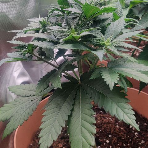 Critical  growlog timeline photo