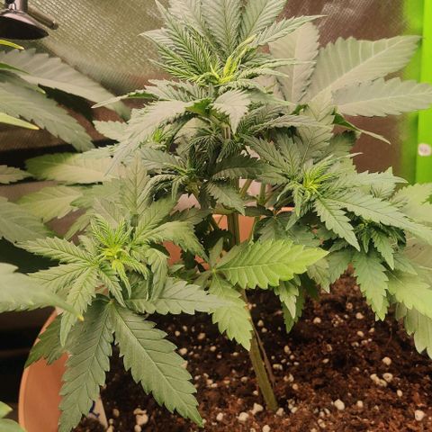 Critical  growlog timeline photo