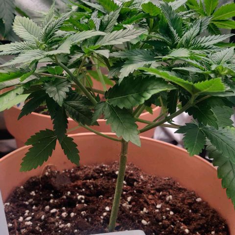 Critical  growlog timeline photo