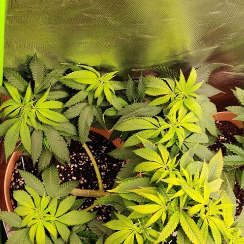 Steckling 1 growlog timeline photo