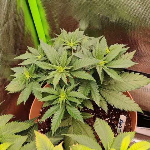 Critical  growlog timeline photo
