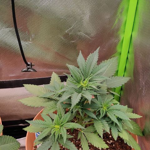 Critical  growlog timeline photo