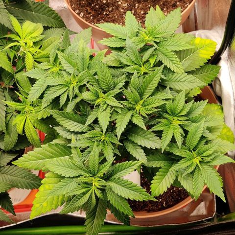 Critical  growlog timeline photo