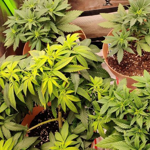 Steckling 1 growlog timeline photo