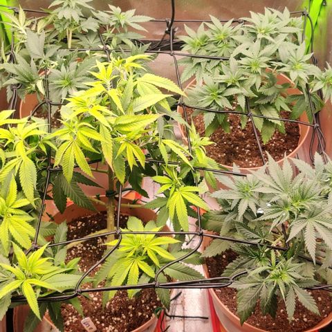 Steckling 1 growlog timeline photo