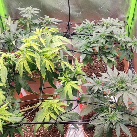 Steckling 1 growlog timeline photo