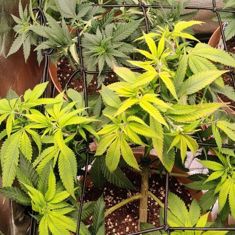 Steckling 1 growlog timeline photo