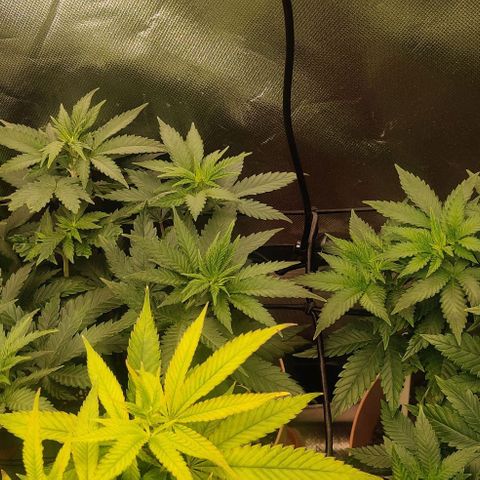 Critical  growlog timeline photo
