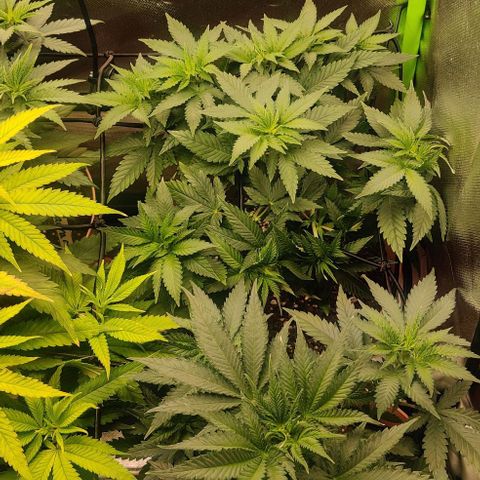 Critical  growlog timeline photo