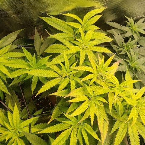 Steckling 1 growlog timeline photo