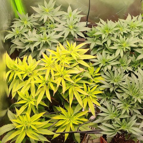 Steckling 1 growlog timeline photo