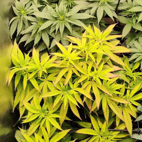 Steckling 1 growlog timeline photo